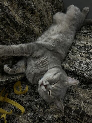 qara pişik adları: Şotland, Erkək, Cütləşmə üçün — 3