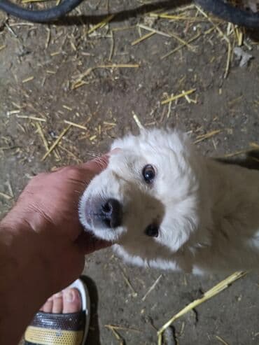 доберман цена в баку: Ağ rəngli, balaca it balası. ana və atası bizim həyətdədir. bir bala — 2