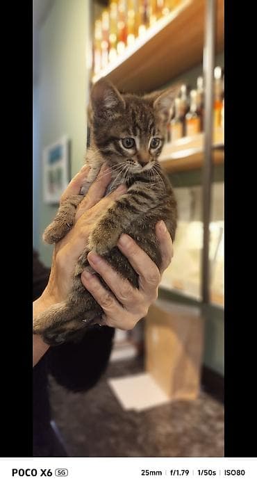 Tabbi, Yaxşı əllərə lalafo.az -da Tabbi, Yaxşı əllərə