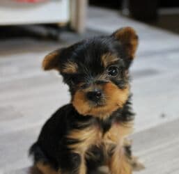 etibarli əllərə pişik: Yorkşir teryer, 2 ay, Erkek, Ünvandan götürmə — 1