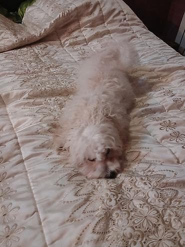 maltese terrier qiymeti: Malta bolonka, 11 ay, Erkek, Peyvəndli, Ünvandan götürmə — 3