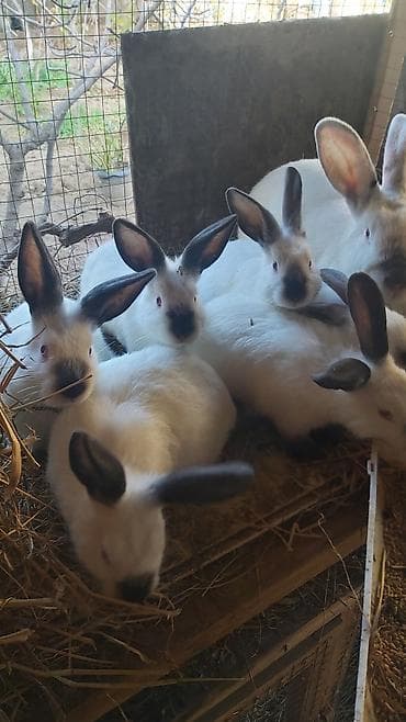 Atlar: Təmiz kaliforniya dovşan balaları — 3