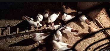 quş adları: Tecli satlir qimzi sari nislar riyal alclar buyursun optvoy satlir tek — 6