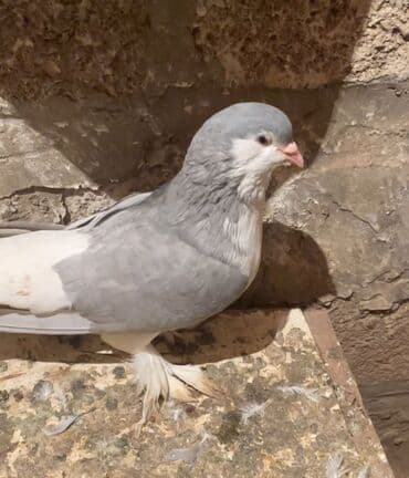 Delfin cinsi erkek 50 manat Cins göyərçin – dekorativ lələkli ayaqlı