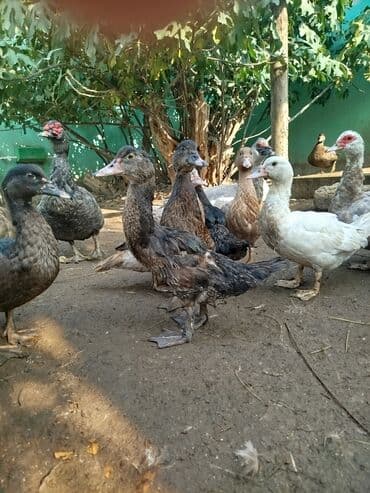 Aş qazanı: Lavanda sortu . 4aylıq ördəklər ata ana şəkildəkilərdi qiymət birnə — 4