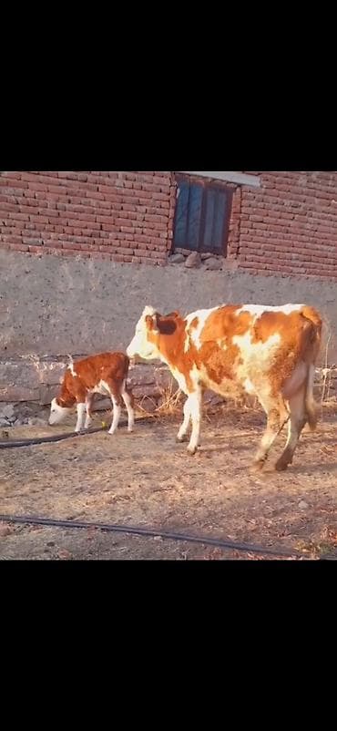 keci satışı tap az: Simental tipli inək və balası - Rəng: qırmızı-ağ alaca - Ana inək — 9