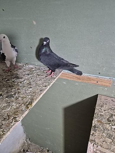 Göyərçinlər: 5 dənə tutulma 25 manat ünvan Bakı naxçıvanski — 6