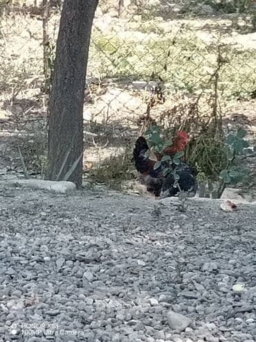 Inəklər, öküzlər: Xoruzlar — 2