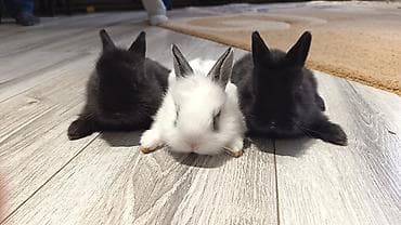 Yerli ile karlikin qarişiqi. Tek 8azn. Top. Razilasma yolu ile lalafo.az -da Yerli ile karlikin qarişiqi. Tek 8azn. Top. Razilasma yolu ile