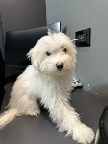 itlər satışı: Malta bolonka, 4 ay, Dişi — 4