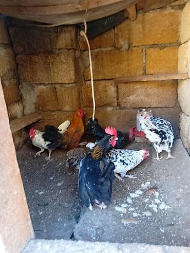 göyercin: Biri 15 m hamısı xoruzdu — 5