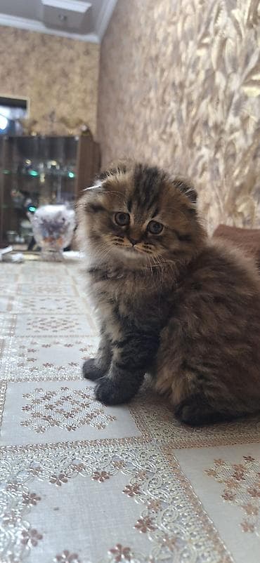 sahiblən: Şotland, Yaxşı əllərə — 3