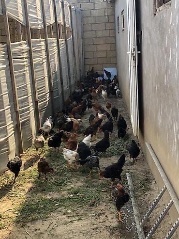 afcarka balasi erkey: Təbii yemlə bəslənən ev toyuqları satılır. Məhsulun xüsusiyyətləri: - — 3