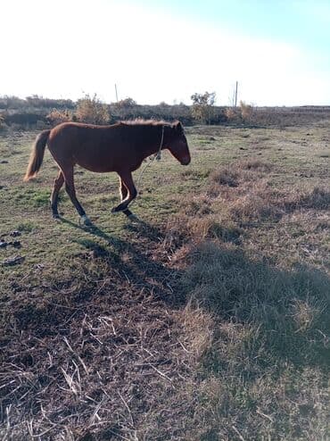 Erkək, Qarabag, il: 2, Ünvandan götürmə