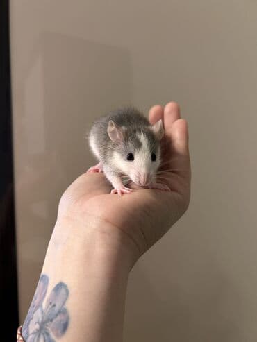 pişik etibarlı əllərə: Декоративные крыски . В наличии 1 мальчиk персик 3 девочки- агути и — 1