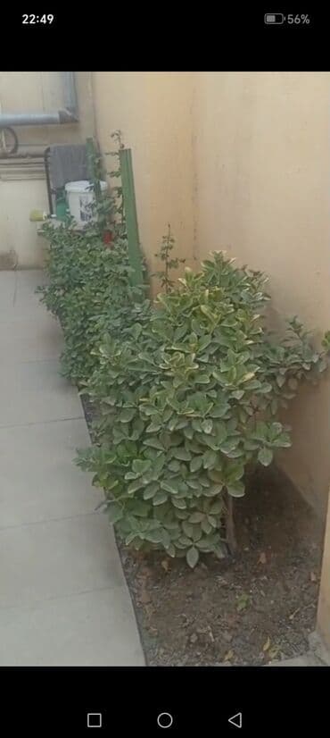 65 kv. m, 1 otaqlı, Hovuzsuz