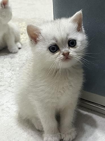 şotland pisiy: Britan, Dişi, Cütləşmə üçün, Pulsuz çatdırılma — 5