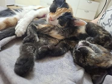 pişik şotlan: Erkək, Dişi, Ünvandan götürmə — 2