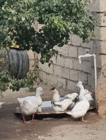 zumrud ordək: Məhsul: Ev quşları – ördəklər (qrup halında) Təsvir: - Şəkillərdə — 1