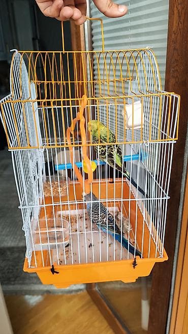 kənd məhsullarının satışı: Salam! Ev quşu satilir — 3