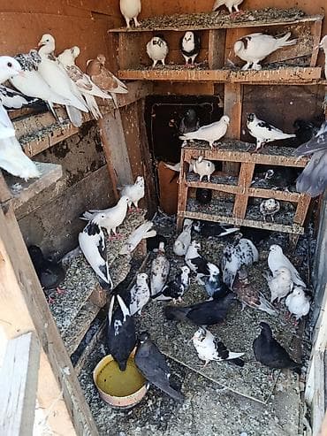 sevgi qusu: Satlr içdə ucsdu Qusarda var 0708017784 baxa bilmrm — 2