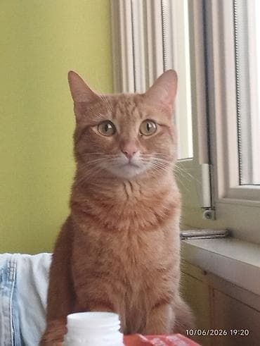 heyvan: 🐈 Очаровательная рыжая кошка ищет новый дом! 3-летняя, добрая и — 5
