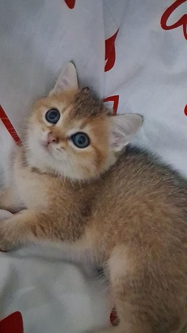 tap az at: Qızıl şinşilla, Dişi, Yaxşı əllərə, Ödənişli çatdırılma, Ünvandan götürmə — 2