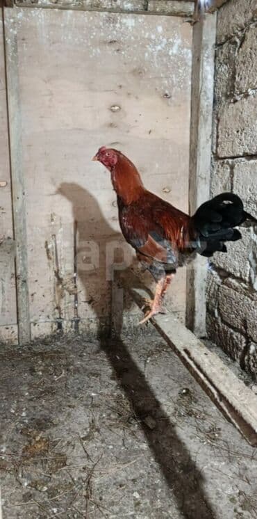 Digər heyvanlar: Toyuq, Yumurtalıq — 4