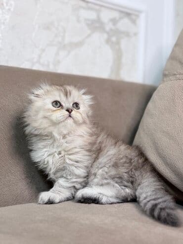 шиншилла кошка цена: Шиншилла, Самка — 3