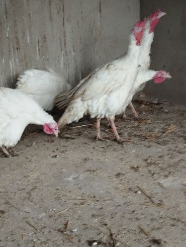 Inəklər, öküzlər: Temiz qan rastov ağır çəkili cins maraqlanan zəng vatsap ətraflı — 2