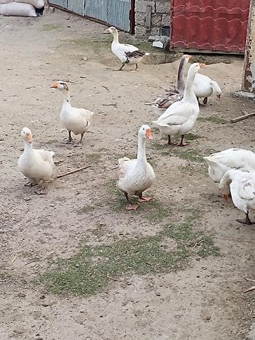 su maymunu: Qaz sürüsü – yerli təsərrüfatda bəslənmiş - Növ: ev qazı (ağ və boz — 10