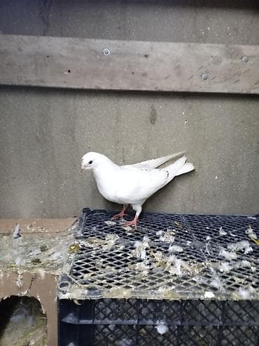 lelek: Qırmızı qaşqa bala yaxşı üçan heyvandı - Rəng: tam ağ - Gözlər — 2