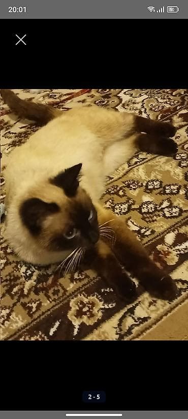 pişik yuvası: Siam, Dişi, Ünvandan götürmə — 2