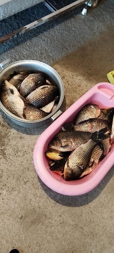 Təzə tutulmuş çay balığı – Karp balığı Məhsul xüsusiyyətləri: - Təbii