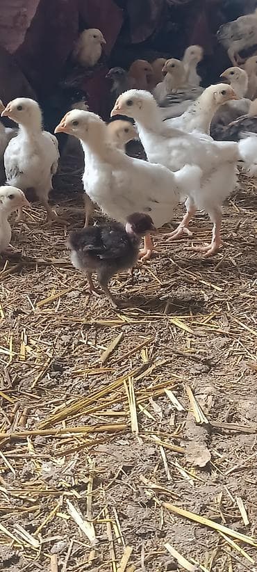 kanada sortu: Toyuq cücələri, Ətlik — 4