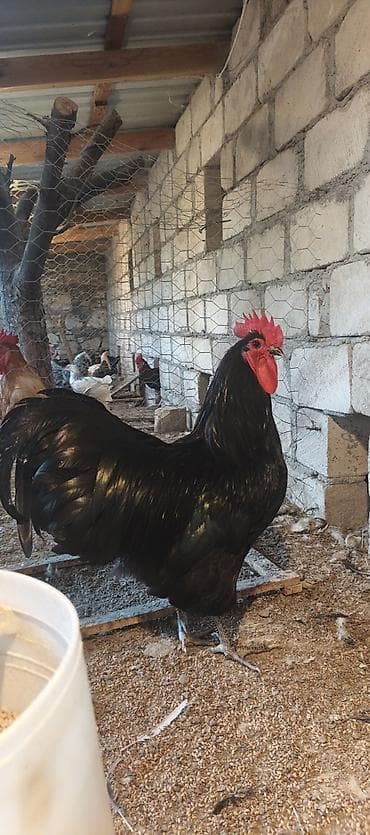 yemler: Orjinal uzunquyruq avstralop cücə və yumurtası — 1