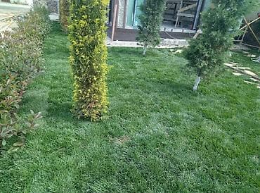 gül toxum satışı: Super qazon enli yarpaq sıx və alaqsız hörmetli ve deyerli — 2