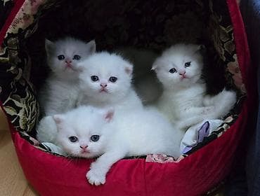 100 ile 500 arasi cins saf qan saqlam pisiklerimiz var sekilde olmayan