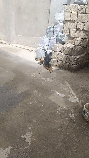 belçika afçarkası: Belçika çoban iti, 4 ay — 3