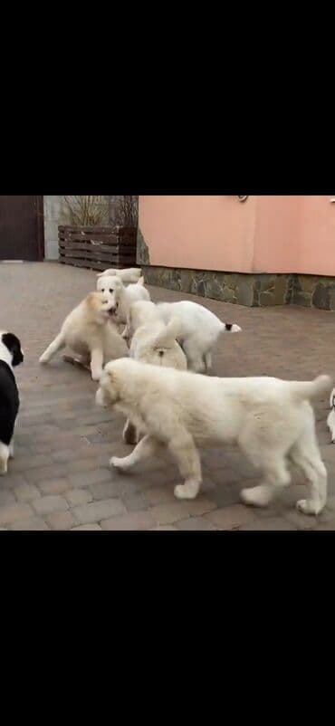 heyvan satışı: Alabay — 5