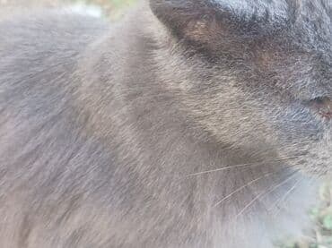 it adlari disi: Boz rəngli ev pişiyi çölde gezdirdiyim pişikdir evden qaçmaz cinsi — 2