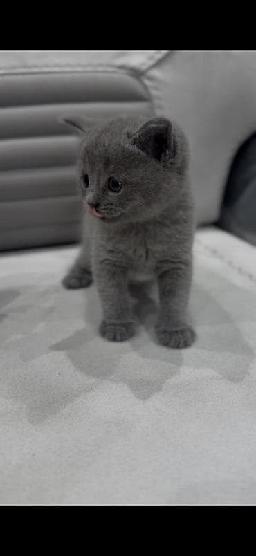 pişiy balası: Britan — 6