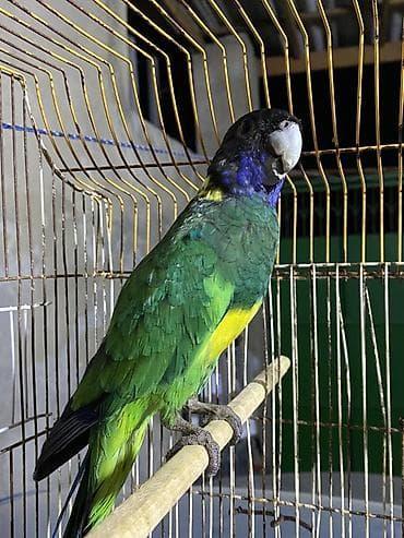 bulbul quşu satışı: Salam tutu quşu satılır saxlıya bilmediyim ucun işimden elaqeder baxa — 4