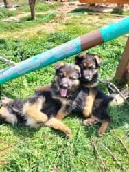 alman afçarkası satışı: Alman çoban iti, 2 ay, Peyvəndli — 1