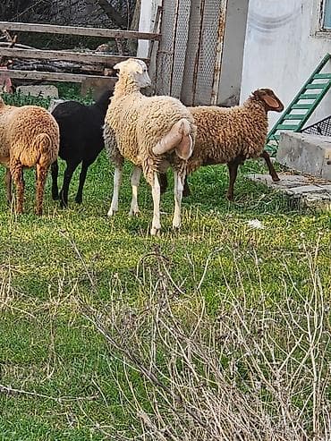 Qoyun sürüsü – quyruqlu ətlik-yunlu tip - Şəkillərdə müxtəlif rəngli lalafo.az -da Qoyun sürüsü – quyruqlu ətlik-yunlu tip - Şəkillərdə müxtəlif rəngli