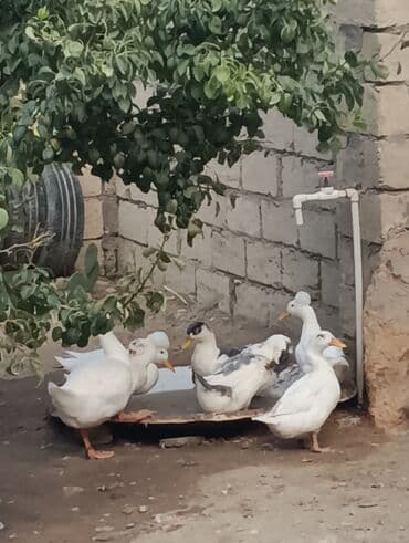 zumrud ordək: Məhsul: Ev quşları – ördəklər (qrup halında) Təsvir: - Şəkillərdə — 4