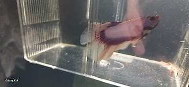 akvarium baliqlari haqqinda melumat: Betta (Petuşok balığı), Sülhsevər, Ünvandan götürmə — 4