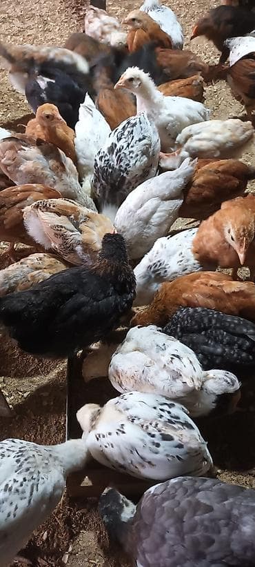 ataks cucələri: Toyuq cücələri, Damazlıq, Pulsuz çatdırılma, Ödənişli çatdırılma — 1