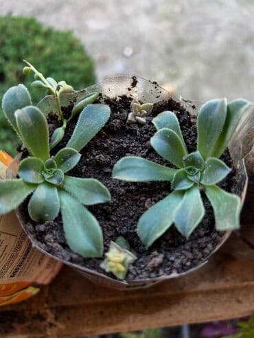 muellimler gunune aid sekiller: Her nov guler var endirimnen verecem Gencedi istiyen yazsin satiş — 35