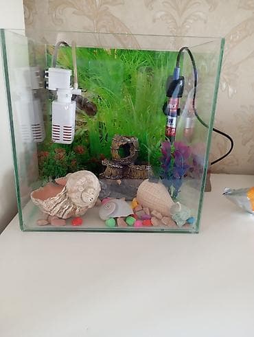 Akvaryum dəsti - Şüşə akvaryum: düz kənarlı, şəffaf lalafo.az -da — 5 Akvaryum dəsti - Şüşə akvaryum: düz kənarlı, şəffaf — 5